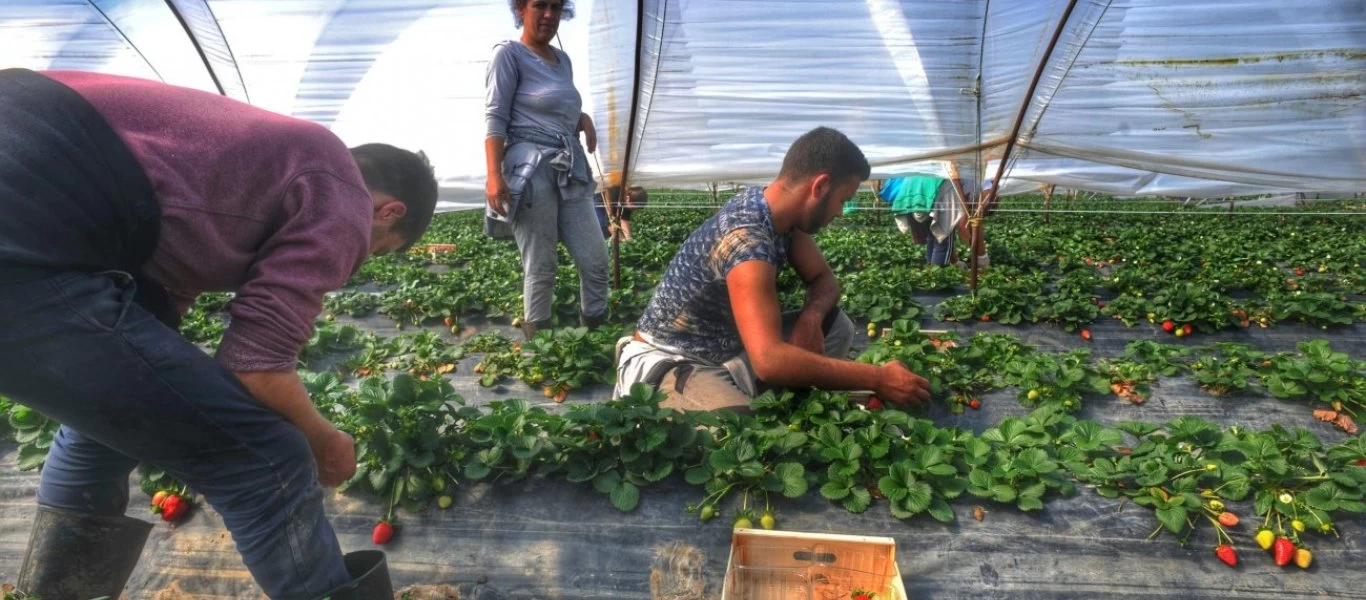 10.000 εργάτες γης από την Αλβανία στα χωράφια της Κ.Μακεδονίας χωρίς υγειονομικό έλεγχο